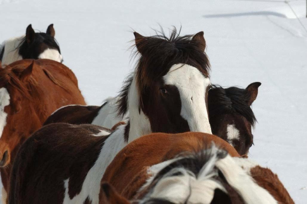 Espi-Stables Ferienhof Esterhammer Liebenau  Luaran gambar