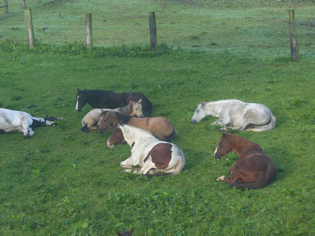 Espi-Stables Ferienhof Esterhammer Liebenau  Luaran gambar